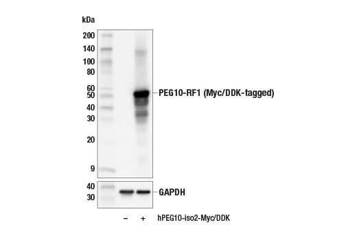 Western Blotting Image 2: PEG10 Antibody