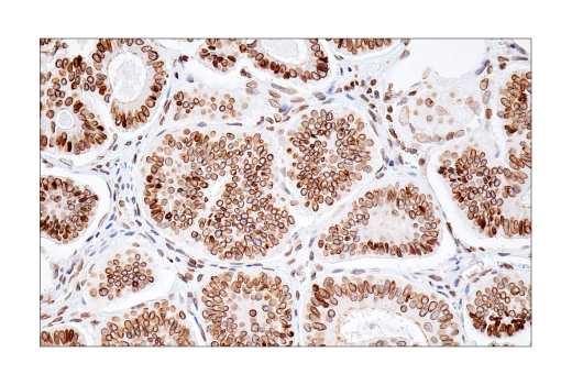Immunohistochemistry Image 7: Lamin B1 (E6M5T) Rabbit Monoclonal Antibody