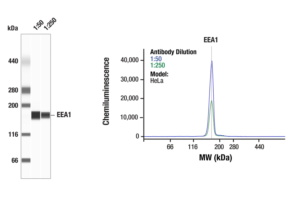 Western Blotting Image 1: EEA1 (E9Q6G) Mouse Monoclonal Antibody