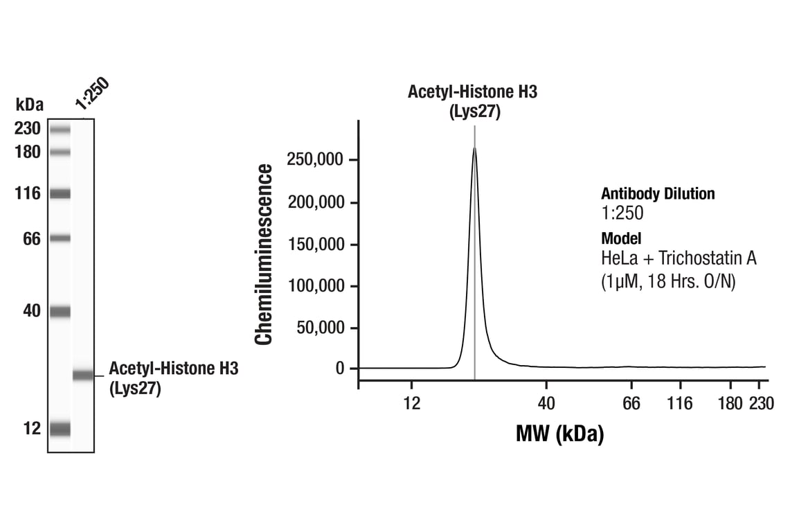 Western Blotting Image 1: Acetyl-Histone H3 (Lys27) (D5E4) Rabbit Monoclonal Antibody
