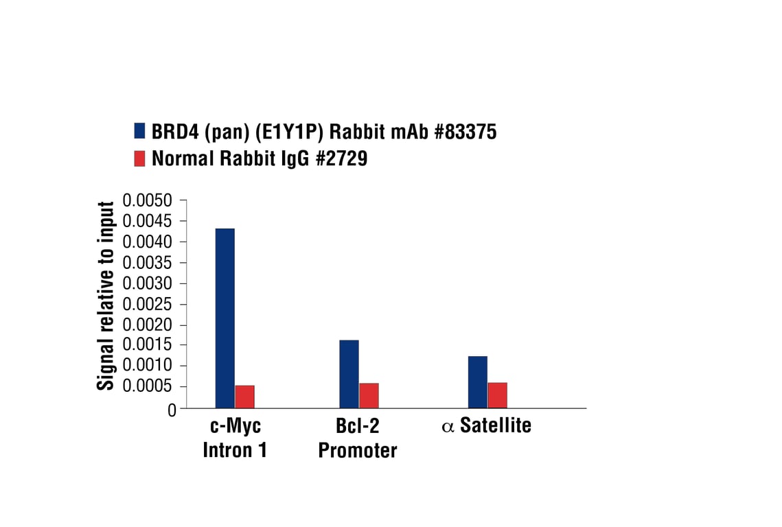 Chromatin Immunoprecipitation Image 3: BRD4 (pan) (E1Y1P) Rabbit Monoclonal Antibody