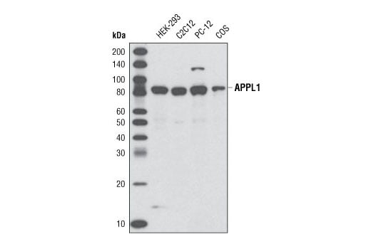 undefined Image 11: Vesicle Trafficking Antibody Sampler Kit