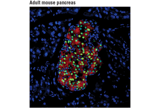 Immunofluorescence Image 1: MAFA (D2Z6N) Rabbit Monoclonal Antibody