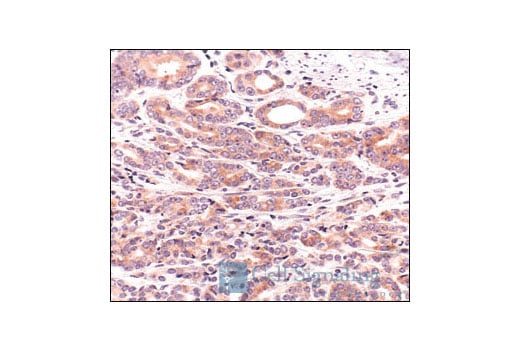undefined Image 8: PhosphoPlus<sup>®</sup> S6 Ribosomal Protein (Ser235/Ser236) Antibody Duet