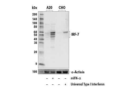 Western Blotting Image 3: IRF-7 (D8V1J) Rabbit Monoclonal Antibody