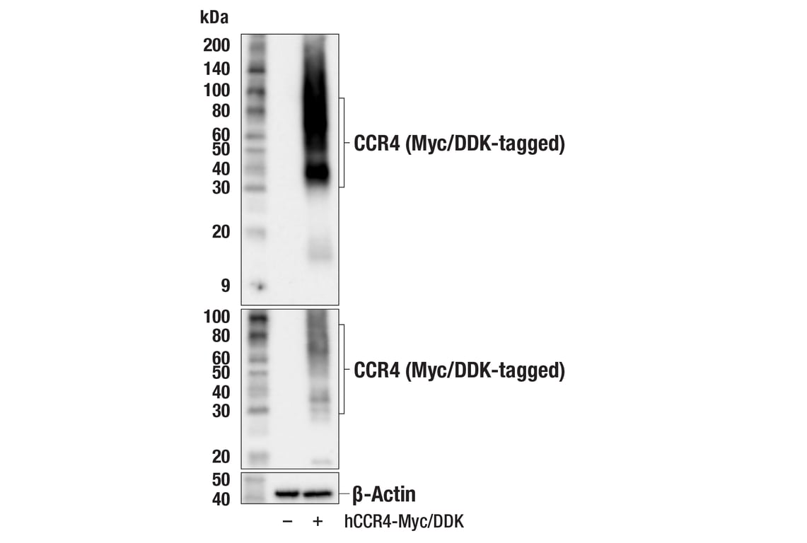 Western Blotting Image 2: CCR4 (F3U4C) Rabbit Monoclonal Antibody