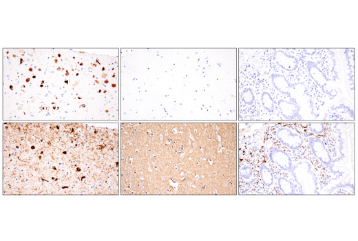 Immunohistochemistry Image 2: Tau (GT-38) Mouse Monoclonal Antibody (BSA and Azide Free)