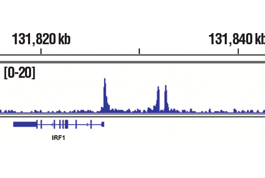 Chromatin Immunoprecipitation Image 1: Phospho-Stat3 (Tyr705) (D3A7) Rabbit Monoclonal Antibody