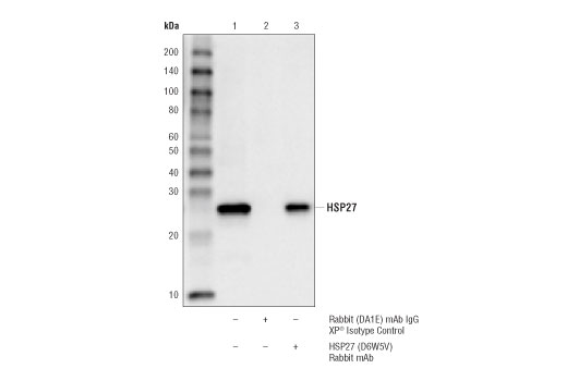 Immunoprecipitation Image 1: HSP27 (D6W5V) Rabbit Monoclonal Antibody
