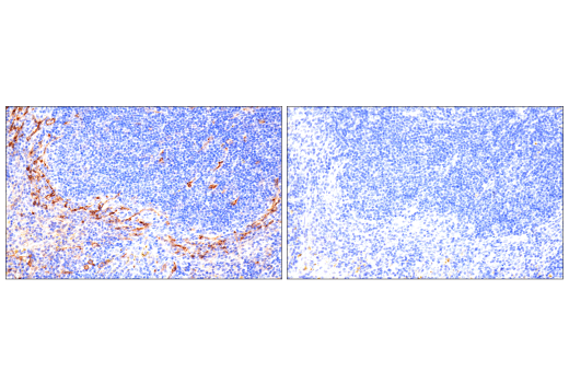 Immunohistochemistry Image 8: CD36 (E8B7S) Rabbit Monoclonal Antibody (BSA and Azide Free)