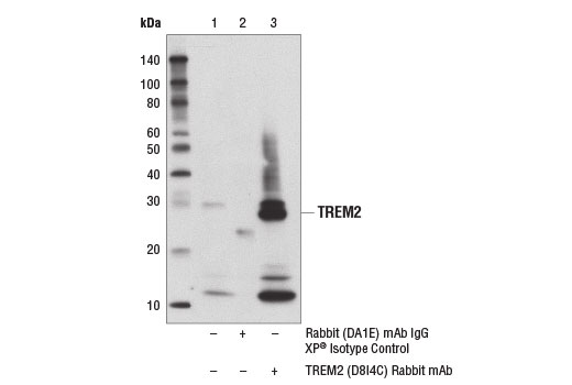 Immunoprecipitation Image 1: TREM2 (D8I4C) Rabbit Monoclonal Antibody