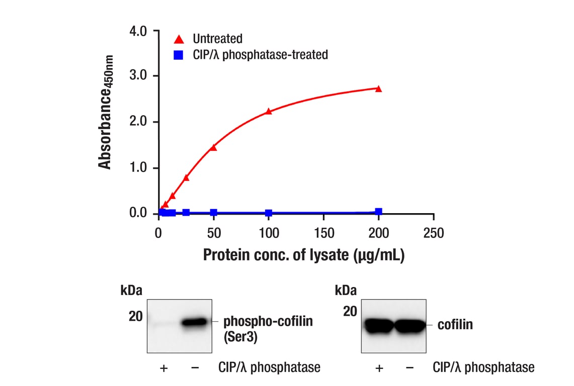 ELISA Image 1: PathScan<sup>®</sup> RP Phospho-Cofilin (Ser3) Sandwich ELISA Kit