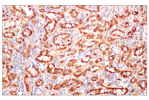Immunohistochemistry Image 4: BST2 (E4N3W) Rabbit Monoclonal Antibody