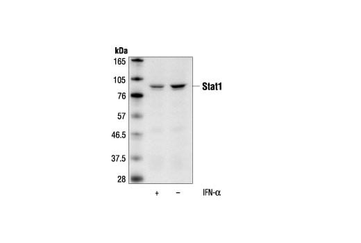 Western Blotting Image 2: Stat1 (9H2) Mouse Monoclonal Antibody