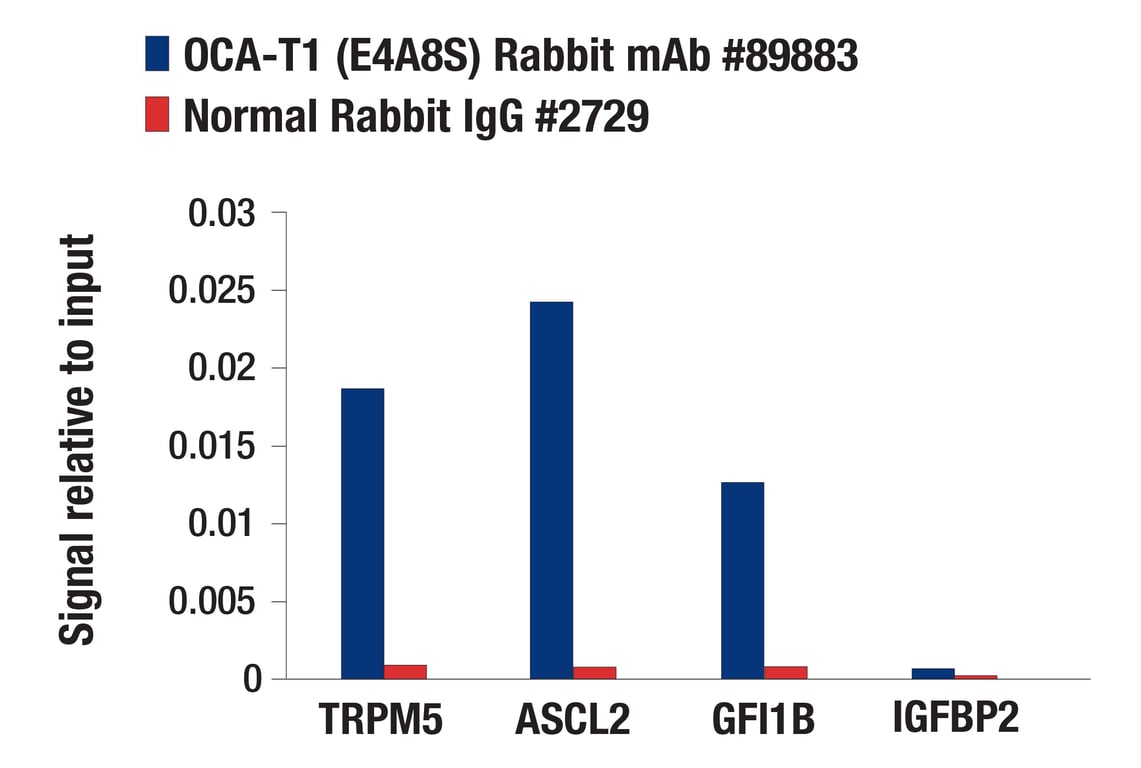 Chromatin Immunoprecipitation Image 1: OCA-T1 (E4A8S) Rabbit Monoclonal Antibody
