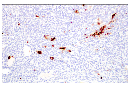 Immunohistochemistry Image 5: Lysozyme C-1/2 (E2K5R) Rabbit Monoclonal Antibody
