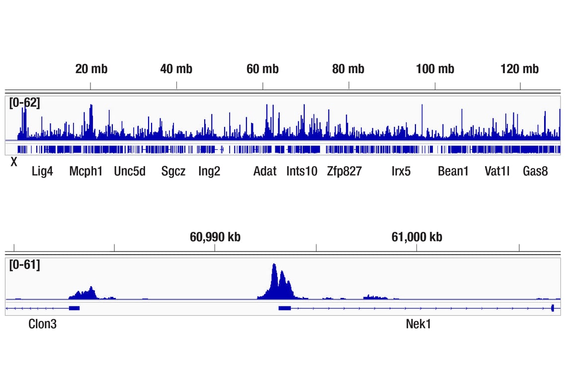 CUT & Tag Image 2: HP1 alpha (F3K7M) Rabbit Monoclonal Antibody