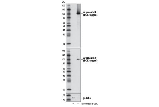 undefined Image 8: Argonaute Antibody Sampler Kit