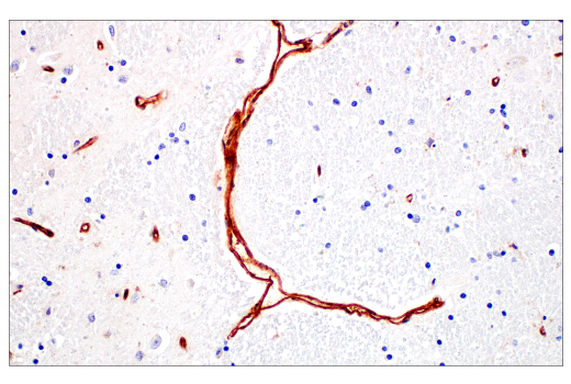 Immunohistochemistry Image 5: BST2 (E4N3W) Rabbit Monoclonal Antibody