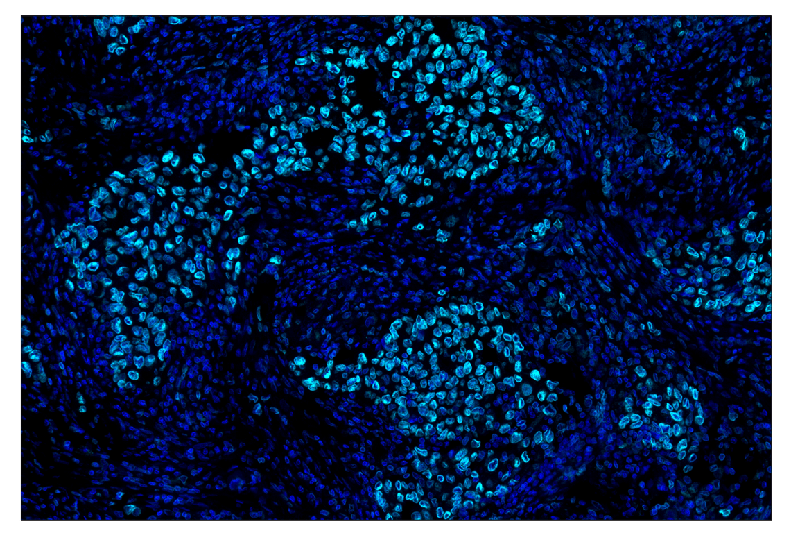 Immunohistochemistry Image 2: Lamin B1 (E6M5T) & CO-0200-594 SignalStar<sup>®</sup> Oligo-Antibody Pair