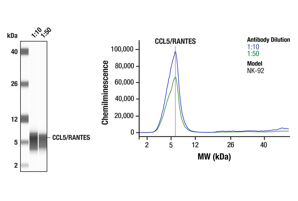 Western Blotting Image 1: CCL5/RANTES (E9S2K) Rabbit Monoclonal Antibody
