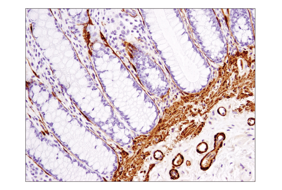 Immunohistochemistry Image 4: alpha-Smooth Muscle Actin (1A4) Mouse Monoclonal Antibody (BSA and Azide Free)