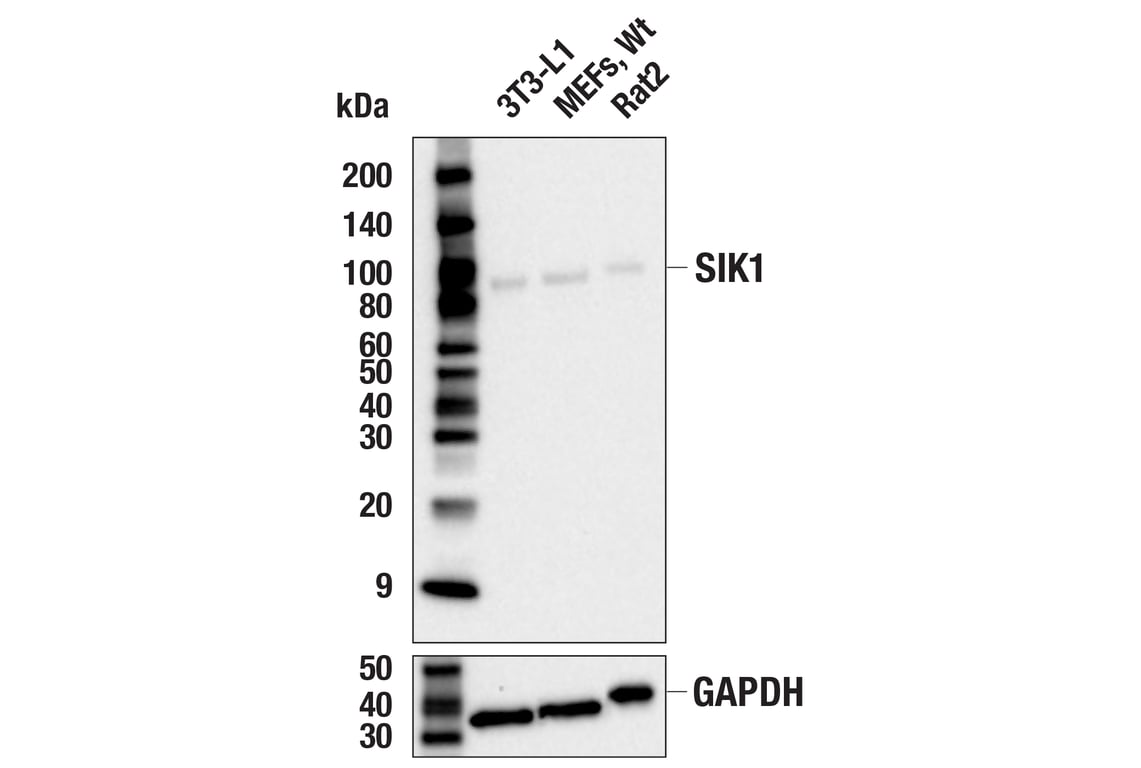 Western Blotting Image 2: SIK1 (F5D8F) Rabbit Monoclonal Antibody