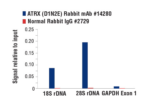 Chromatin Immunoprecipitation Image 1: ATRX (D1N2E) Rabbit Monoclonal Antibody