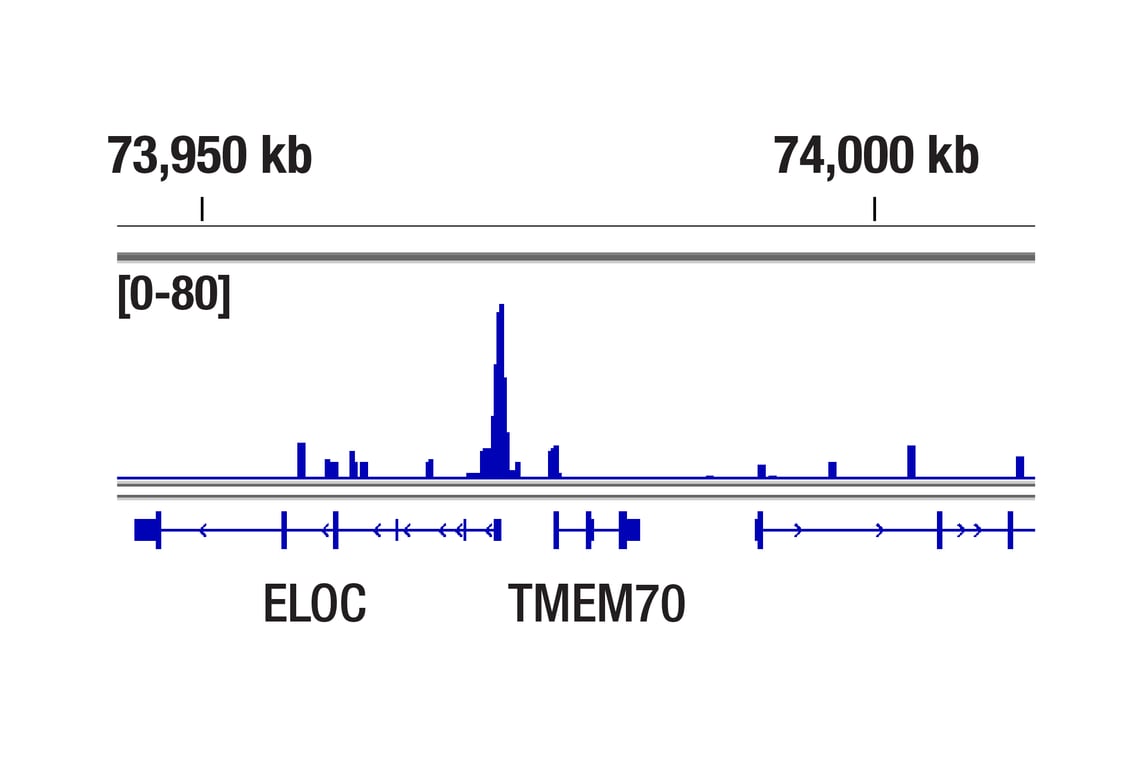 CUT & Tag Image 1: MLL1 (D2M7U) Rabbit Monoclonal Antibody (Amino-terminal Antigen)