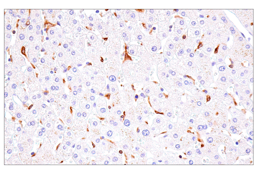 Immunohistochemistry Image 9: DAP12 (E8P9U) Rabbit Monoclonal Antibody