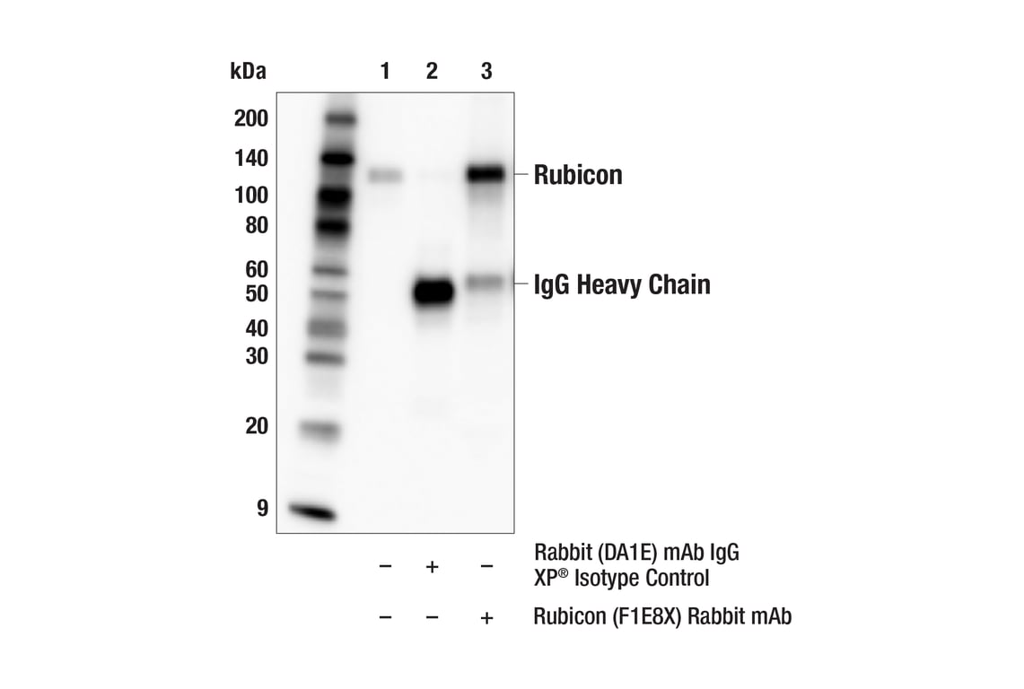 Immunoprecipitation Image 1: Rubicon (F1E8X) Rabbit Monoclonal Antibody