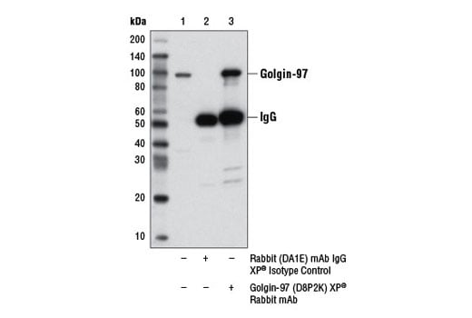 Immunoprecipitation Image 1: Golgin-97 (D8P2K) Rabbit Monoclonal Antibody