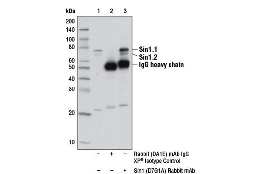 undefined Image 3: PhosphoPlus<sup>®</sup> Sin1 (Thr86) Antibody Duet