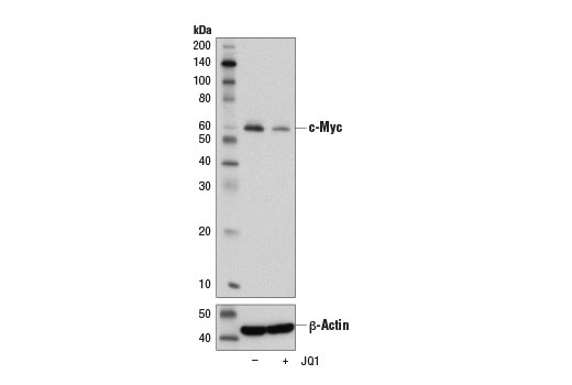 Western Blotting Image 2: c-Myc/N-Myc (D3N8F) Rabbit Monoclonal Antibody (BSA and Azide Free)
