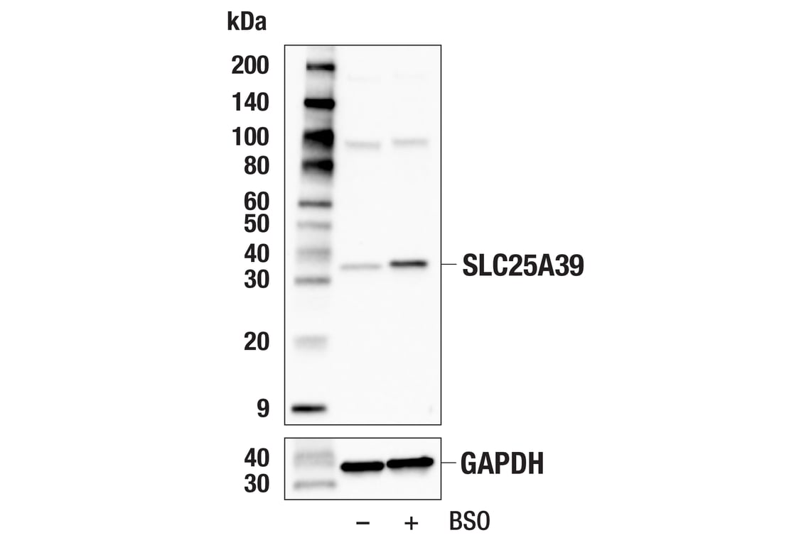 Western Blotting Image 1: SLC25A39 (F2F6O) Rabbit mAb