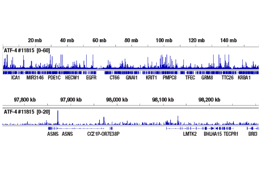 CUT & RUN Image 2: ATF-4 (D4B8) Rabbit Monoclonal Antibody