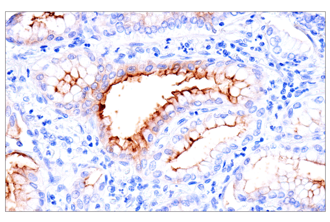 Immunohistochemistry Image 1: CEACAM7 (E5Q6X) Rabbit Monoclonal Antibody (BSA and Azide Free)