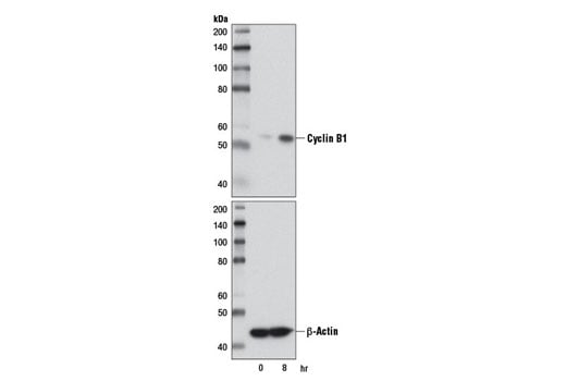 Western Blotting Image 2: Cyclin B1 (D5C10) Rabbit Monoclonal Antibody (BSA and Azide Free)