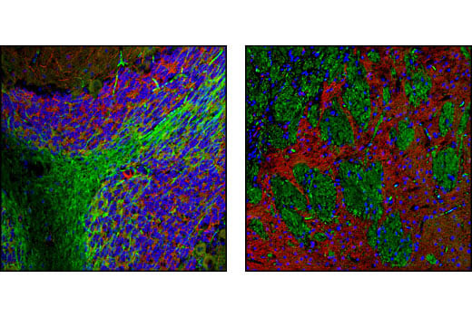 Immunofluorescence Image 1: STOP (175) Mouse Monoclonal Antibody (BSA and Azide Free)