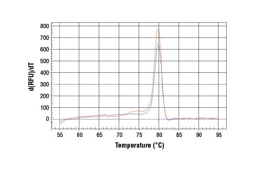 Chromatin Immunoprecipitation Image 1: SimpleChIP<sup>®</sup> Human RUNX2 Promoter Primers