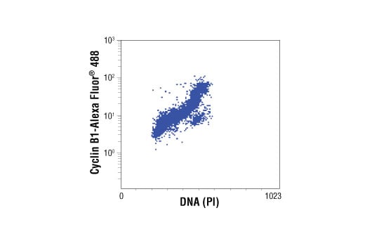 Flow Cytometry Image 1: Cyclin B1 (V152) Mouse mAb (Alexa Fluor<sup>®</sup> 488 Conjugate)