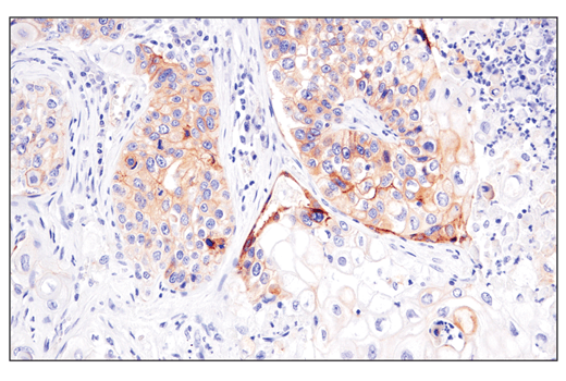 Immunohistochemistry Image 7: Occludin (E6B4R) Rabbit Monoclonal Antibody