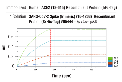 undefined Image 2: Human ACE2 (18-615) Recombinant Protein (hFc-Tag)