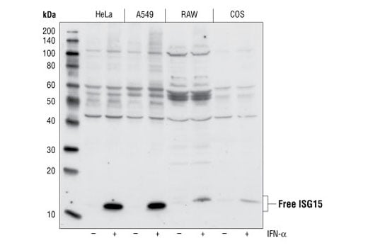 Western Blotting Image 1: ISG15 Antibody