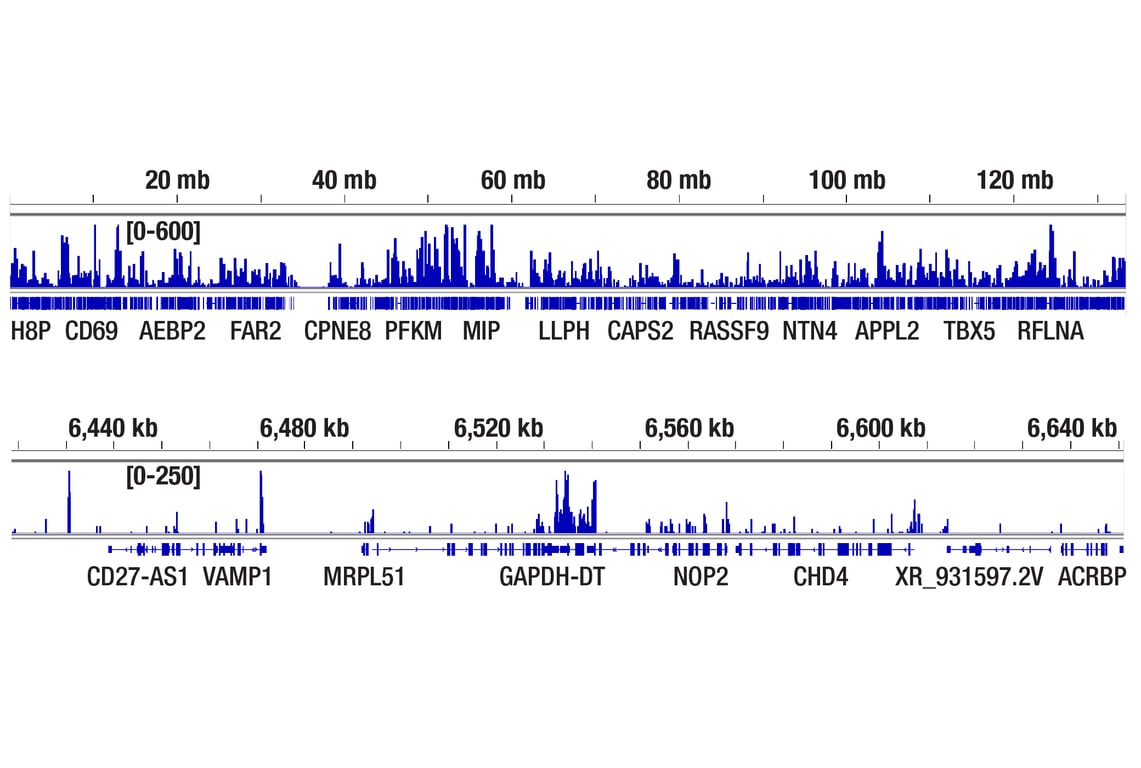 CUT & Tag Image 2: Rpb1 CTD (4H8) Mouse Monoclonal Antibody
