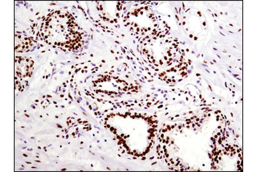 Immunohistochemistry Image 3: HSF1 (D3L8I) Rabbit Monoclonal Antibody (BSA and Azide Free)