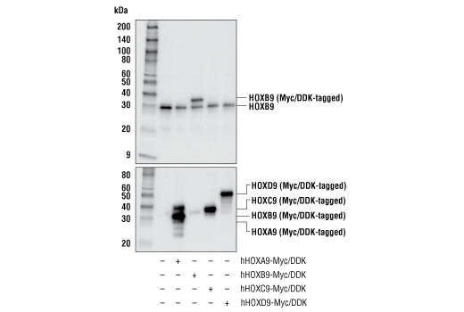 Western Blotting Image 2: HOXB9 (E7P5O) Rabbit Monoclonal Antibody