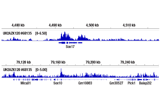 Chromatin Immunoprecipitation Image 2: Ubiquityl-Histone H2A.Z (Lys120) (E6G7X) Rabbit Monoclonal Antibody