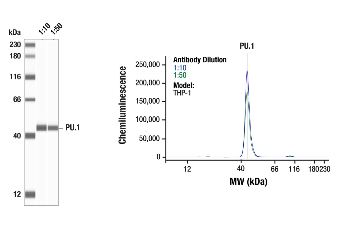 Western Blotting Image 1: PU.1 (9G7) Rabbit Monoclonal Antibody