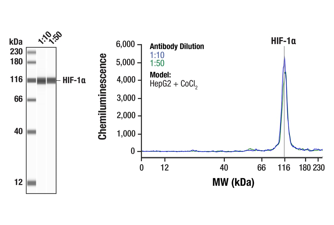 Western Blotting Image 1: HIF-1 alpha (D1S7W) Rabbit Monoclonal Antibody